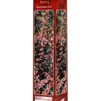 Барбарис Тунберга &laquo;Розетта&raquo; ,саженец, 1 шт., туба