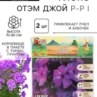 Флокс &laquo;Отэм Джой&raquo; корневище в пакете с торфогрунтом, р-р I, 2 шт.