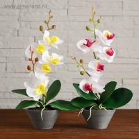 Композиция в горшочке "Орхидея" 10х28 см, микс Композиция в горшочке "Орхидея" 10х28 см, микс