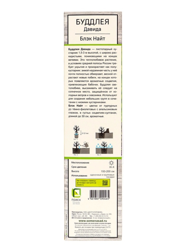 Буддлея Давида &laquo;Блэк Найт&raquo;, саженец, туба, 1 шт.