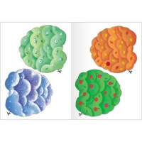 Школа Семи Гномов. Базовый курс. Комплект 2+. Денисова Д. Школа Семи Гномов. Базовый курс. Комплект 2+. Денисова Д.