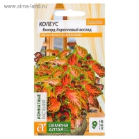 Семена комнатных цветов Колеус "Коралловый Восход", 5 шт