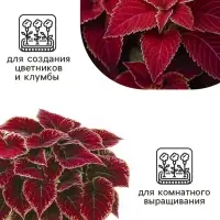 Семена цветов Колеус Визард Вельвет ред, 10шт