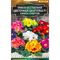Семена цветов Примула Цветочная шкатулка F1, смесь сортов Мн Золотая серия, Ц/П,5 шт.