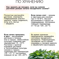 Хоста American Halo, р-р I, корневище в пакете с торфогрунтом, размер L,1 шт.