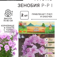 Флокс &laquo;Зенобия&raquo; корневище в пакете с торфогрунтом, р-р I, 2 шт.