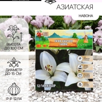 Лилия Азиатская &laquo;Навона&raquo;, луковица в пакете с перфорацией, р-р 12/14, 3 шт.