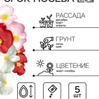 Бегония Бада бум F1, смесь сортов 5 шт  (2027; 71.96.02 /1)