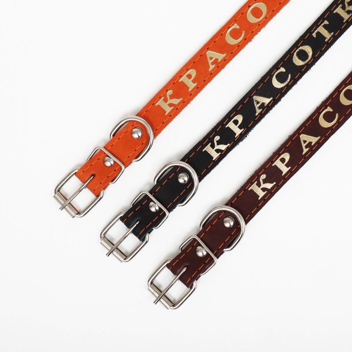 Ошейник кожаный однослойный, тиснёный  &laquo;Красотка&raquo;, 48 х 2 см, ОШ 32-43 см, микс цветов