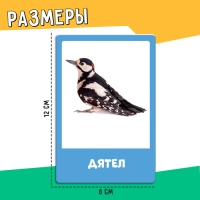 Развивающий набор &laquo;Перелётные и зимующие птицы&raquo;