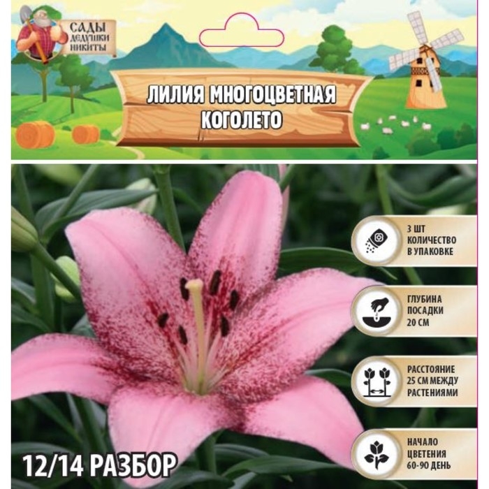 Лилия Многоцветная Лилия Многоцветная "Коголето", р-р 12/14, 3 шт,