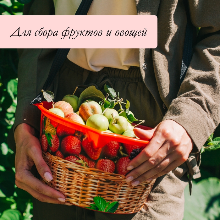 Ёмкость для сбора ягод, 3 л, &laquo;Вишня&raquo;, белая