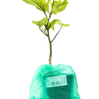 Цитрус "Лимон Лунарио", туба, 1 шт, Весна 2025