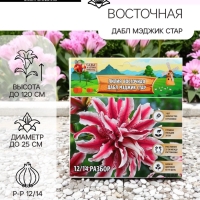 Лилия Восточная «Дабл Мэджик Стар», луковица в пакете с перфорацией, р-р 12/14, 3 шт. Лилия Восточная «Дабл Мэджик Стар», луковица в пакете с перфорацией, р-р 12/14, 3 шт.