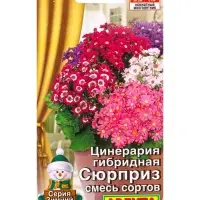 Семена цветов Цинерария гибридная Сюрприз, смесь сортов Мн Зимний сад, Ц/П,30 шт.