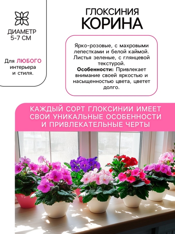 Глоксиния &laquo;Корина&raquo;, многолетник, комнатный, луковица в пакете с перфорацией, р-р 5/6, 2 шт.