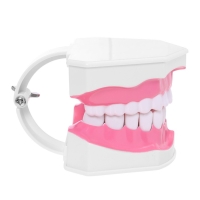 Набор для опытов &laquo;Анатомия&raquo;, челюсть человека