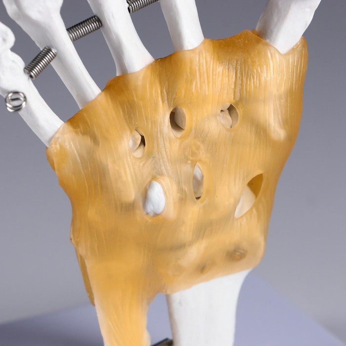 Макет "Кистевой сустав человека" 22*12см