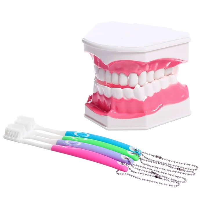 Игровой набор &laquo;Макет челюсти человека&raquo;, 12 &times; 9 см, с щёткой, щётка цвета МИКС