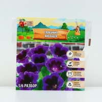 Глоксиния &laquo;Виолацея&raquo;, многолетник, комнатный, луковица в пакете с перфорацией, р-р 5/6, 2 шт.