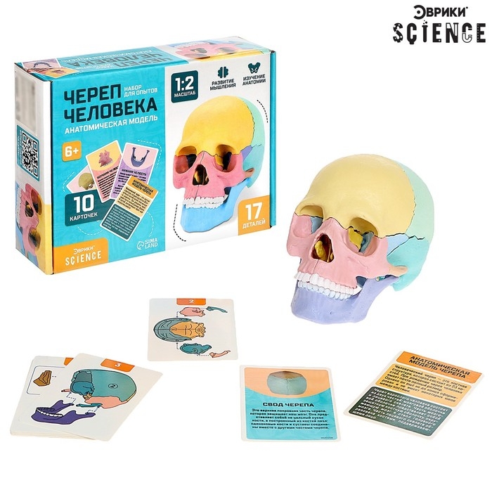 Набор для опытов &laquo;Череп человека&raquo;, анатомическая модель