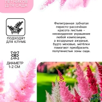 Астильба Арендса Diamant многолетник, корневище в торфогрунте, р-р II, 2 шт.