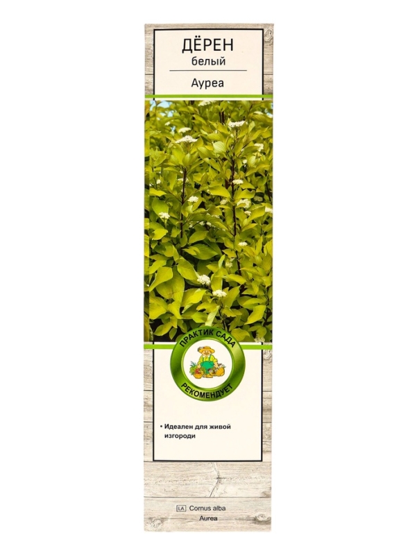 Дерен белый &laquo;Ауреа&raquo;, саженец, декоративный, 1 шт., туба