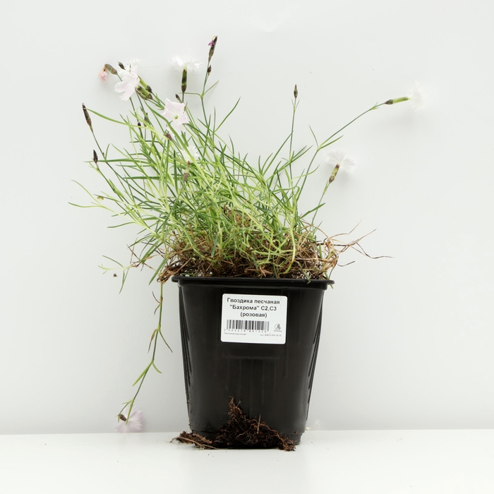 Гвоздика песчаная "Бахрома", Горшок С3 (розовая), 1 шт, Весна 2024