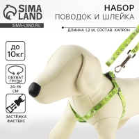 Комплект &laquo;Авокадо&raquo;, шлейка 24-36 см, поводок 120х1 см