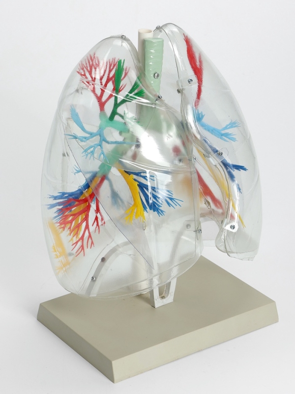 Макет "Лёгкие"