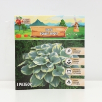 Хоста &laquo;Роберт Фрост&raquo;, корневище в пакете с торфогрунтом, р-р I, 1 шт.