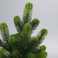 Фигура светодиодная &laquo;Хвоя&raquo; 28 x 20 x 20 см, 10 LED, батарейки AG13x3 (в комплекте), свечение тёплое белое