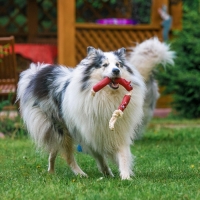 Игрушка резиновая "3 сосиски" на канате, 50 см, микс Игрушка резиновая "3 сосиски" на канате, 50 см, микс