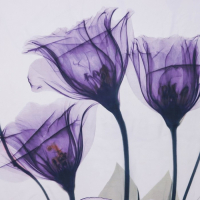 Штора для ванны Доляна &laquo;Магические цветы&raquo;, 180&times;180 см