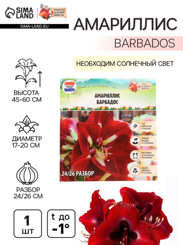 Амариллис Barbados, многолетник, луковица, р-р 24/26, 1 шт.