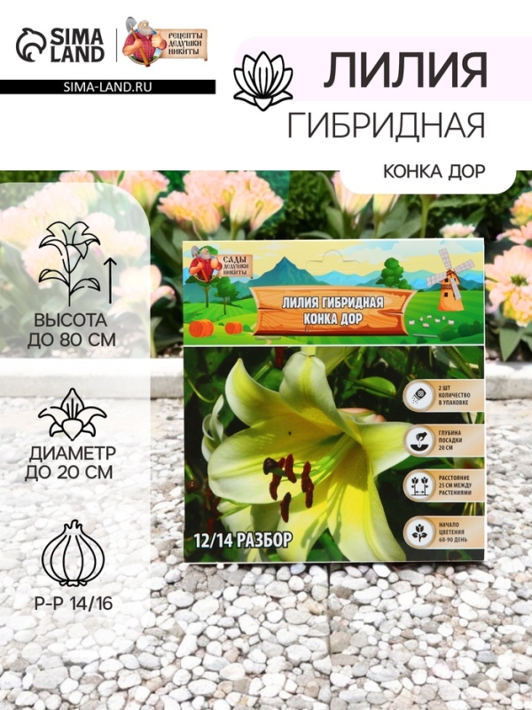 Лилия гибридная &laquo;Конка Дор&raquo;, луковица в пакете с перфорацией, р-р 14/16, 2 шт.