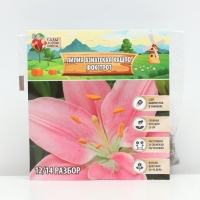 Лилия Азиатская Кашпо Foxtrot, луковица в пакете с перфорацией, р-р 12/14, 2 шт.