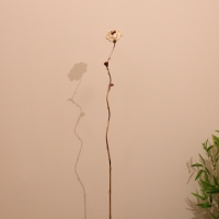 Сухоцвет на бамбуковом стебле 150 см белый Сухоцвет на бамбуковом стебле 150 см белый