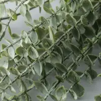 Цветы искусственные &laquo;Эвкалипт цинерия&raquo;, h=53 см, зелёные