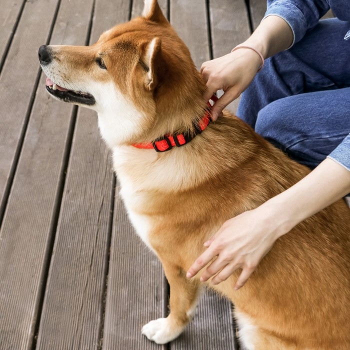 Ошейник One line, застёжка - фастекс, 2 см 25-40 см Ошейник One line, застёжка - фастекс, 2 см 25-40 см