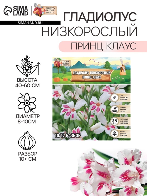 Гладиолус Низкорослый &laquo;Принц Клаус&raquo;, луковица цветов в пакете с перфорацией, р-р 10+, 7 шт.