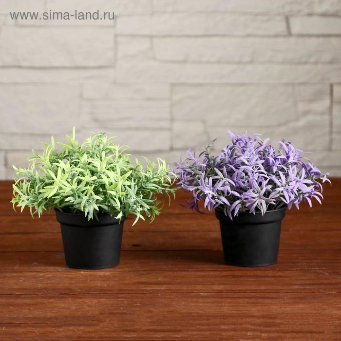 Бонсай в горшке Бонсай в горшке "Травушка" 7х10 см, микс