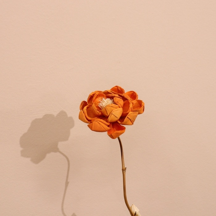 Сухоцвет на бамбуковом стебле 150 см оранжевый Сухоцвет на бамбуковом стебле 150 см оранжевый