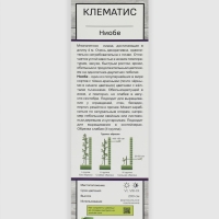 Клематис крупноцветковый "Ниобе ", 1 шт, туба, Весна 2025