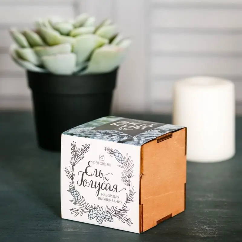 Набор для выращивания &laquo;Экокуб Lite&raquo;, ель голубая