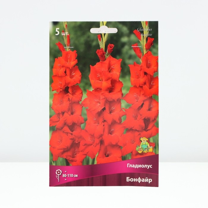 Гладиолус крупноцветковый &laquo;Бонфайр&raquo;, луковица цветов в пакете с перфорацией, р-р 12/14, 5 шт.