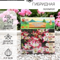 Лилия гибридная &laquo;ЛоллиПоп&raquo;, луковица в пакете с перфорацией, р-р 14/16, 2 шт.