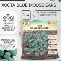 Хоста Blue Mouse Ears, корневище в пакете с торфогрунтом, р-р I, размер S,1 шт.