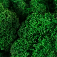 Мох стабилизированный "Зелёный" 500 гр (+-5 гр).