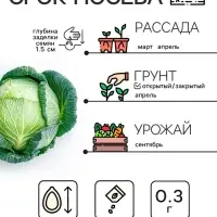 Семена Капуста белокочанной "Вьюга", 0,3 г